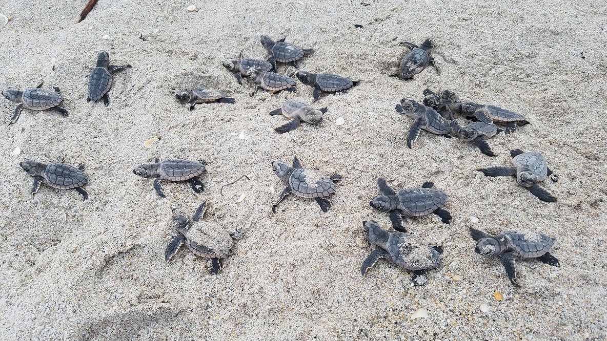 Sarasota, Manatee counties experiencing near-record sea turtle nesting season